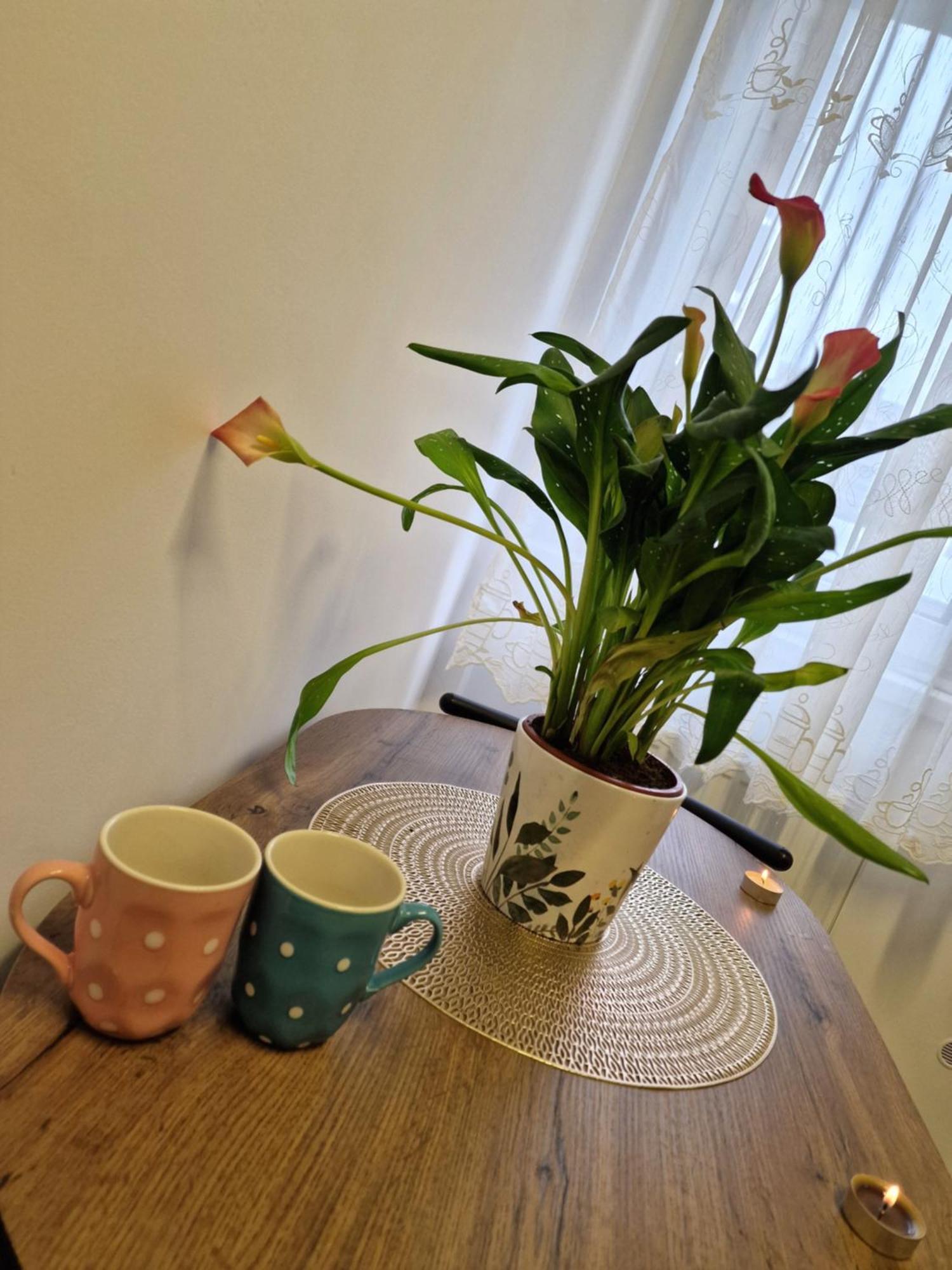 Studio&Garden! Roşu 外观 照片