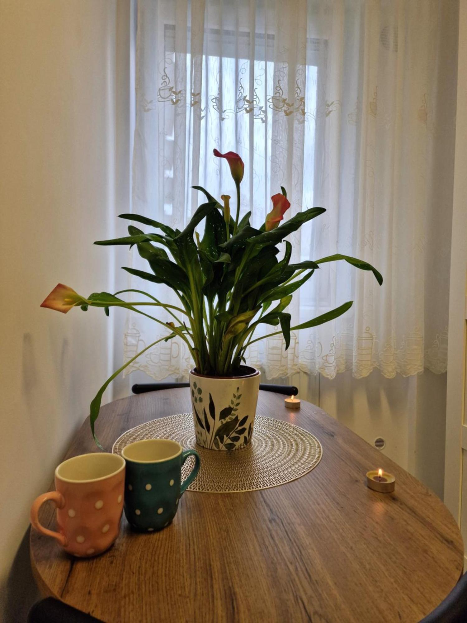Studio&Garden! Roşu 外观 照片